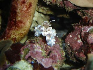 Ein pr�chtig gef�rbter Vertreter der Krebsartigen