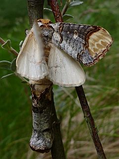 Nachtfalter schl�pft