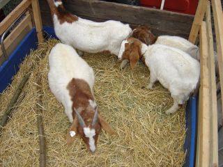 Die kleinen Geisen auf der Muliladefl�che