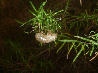 Zikadenlarvenh�lle