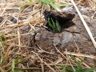 Zwei Graspfl�nzchen hebn Asphalt an