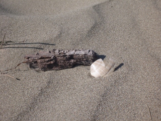 zerbrochene Muschel vor einem St�ck Holz