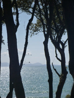 Das Meer hinter B�umen