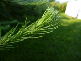 Morgentau auf einem L�rchenzweig