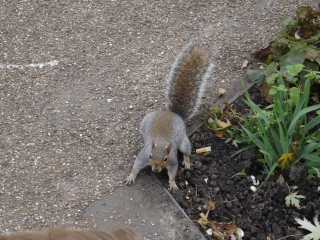 Grauh�rnchen sitzt erschreckt neben einer Kippe