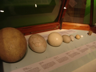 Eier der Gr��e nach sortiert