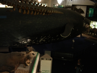 Blauwal-Modell, das von der Decke h�ngt