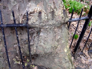 Baum w�chst um einen Zaun