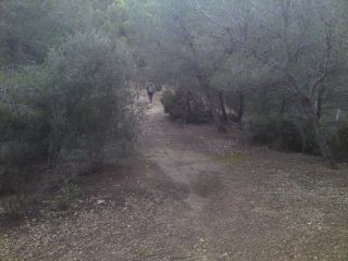 Peter l�uft durch den Wald