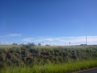 Paviane auf dem Zaun