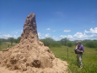 riesengro�er Termitenbau