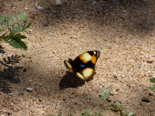 Junonia hierta