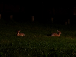 Dikdiks bei Nacht