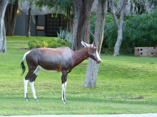 Bontebok