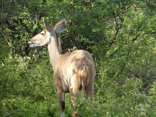 Kudu