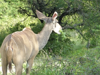 Kudu