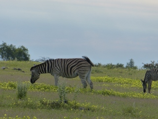 Zebra