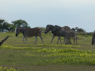 Zebras