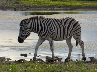 Zebra