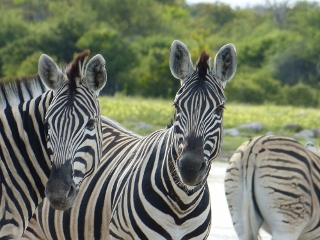 Zebras