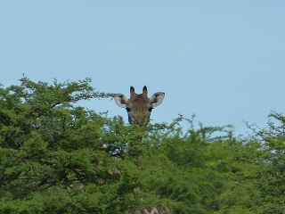 Giraffe