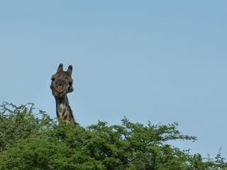 Giraffe