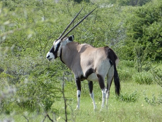 Oryx