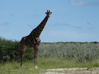 Giraffe