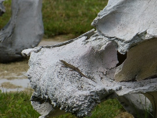 Eidechse auf Elefantensch�del