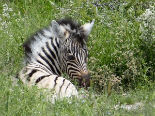 Zebrafohlen