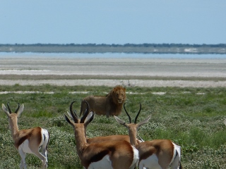 L�we und Springb�cke