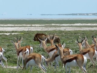 L�we und Springb�cke