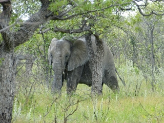 Elefant