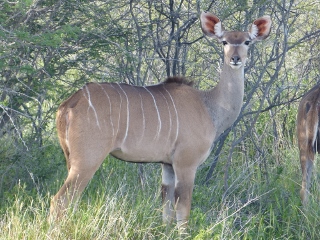 Kudu