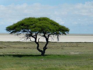 Riesentrappe vor Akazie