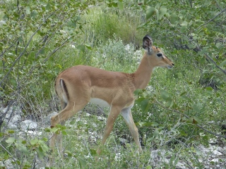 Impala