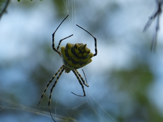 Argiope Australis