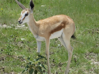 Babyspringbok
