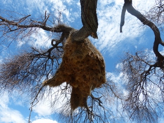 Siedlerwebervogelnest