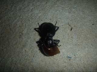 K�fer frisst Schnecke