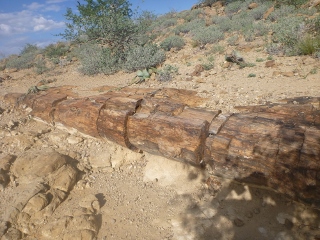 Versteinerter Baumstamm