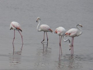 Flamingos