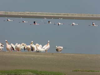 Flamingos und Pelikane