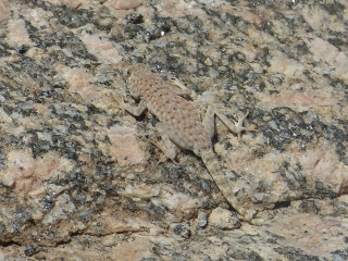 Gecko