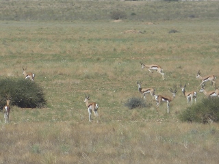 springender Springbok