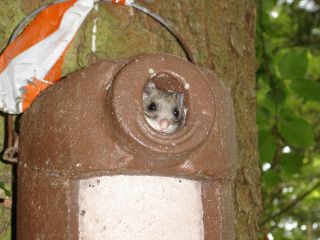 Siebenschl�fer schau aus Nistkasten