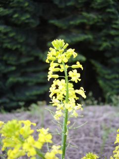 Gelber Kreuzbl�tler vor dunklen Fichten
