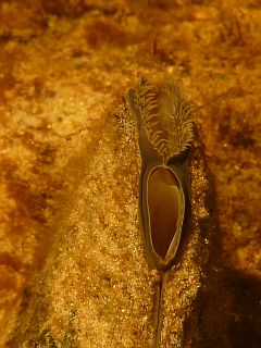 S��wassermuschel