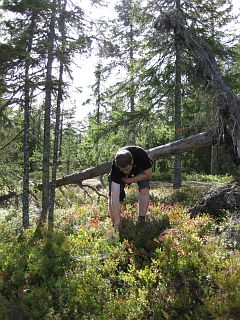 Ich pfl�cke Beeren